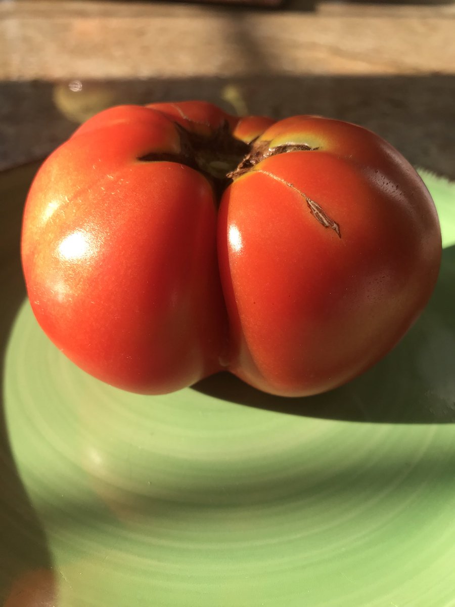 MichaelCarrubba's tweet image. Perfect imperfection! The first of my home grown tomatoes! So proud. #garden #Tomatoes