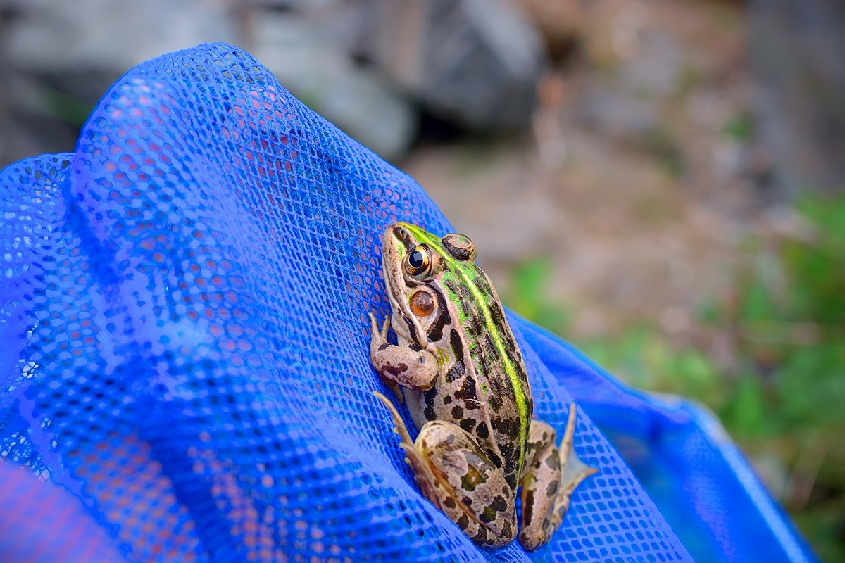 何もしない日だが、カエルは捕まえる。黄色の背中線が入った綺麗な