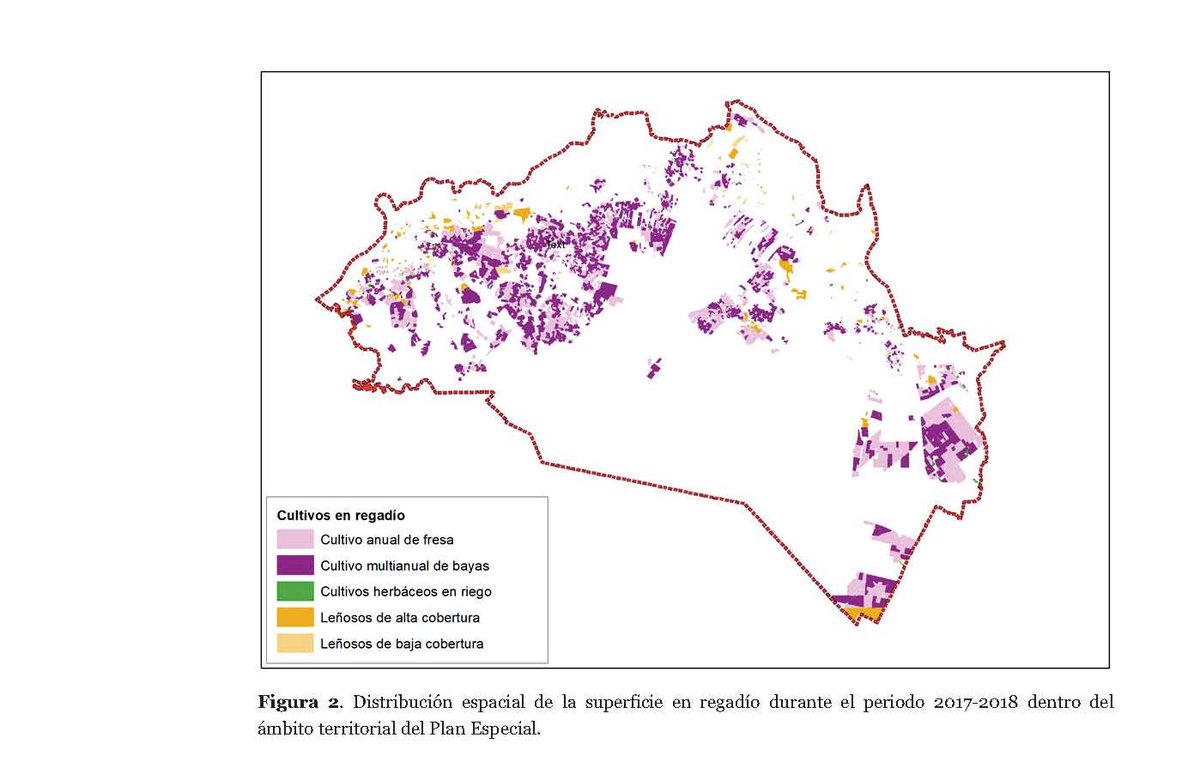 #Doñana is impacted by groundwater extraction for growing fruit under plastic (much of it illegal). Analysis by @WWFespana shows the area of strawberries 'fresas' has been overtaken by the area of rasp-blue-blackberries 'bayas' @ebdonana @EdwardPMorris awsassets.wwf.es/downloads/info…