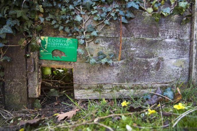 naturesfeast's tweet photo. #TopTipTuesday Create small holes in your garden fences or hedges so that hedgehogs can move between gardens in search of food. They are also having a tricky time finding food in the heat, so we can always help them out a little! https://t.co/cMWlQTkXn9