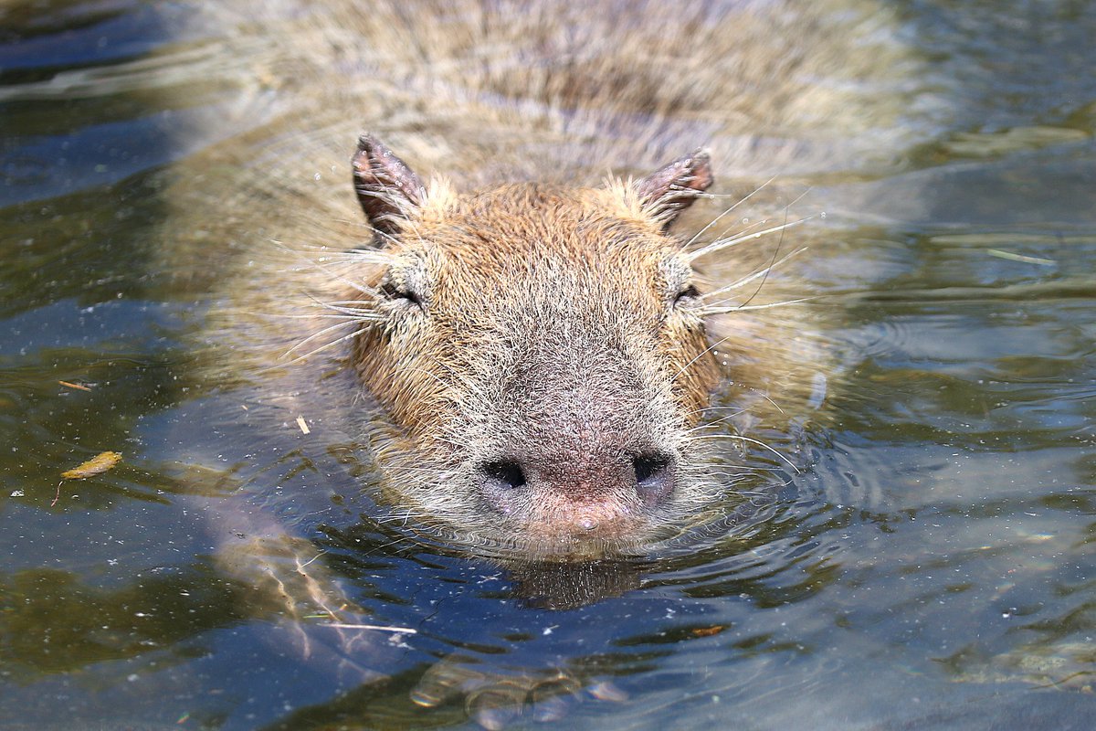 水面から出ているのは カピバラの鼻と目と耳だけ。 水に浸かって
