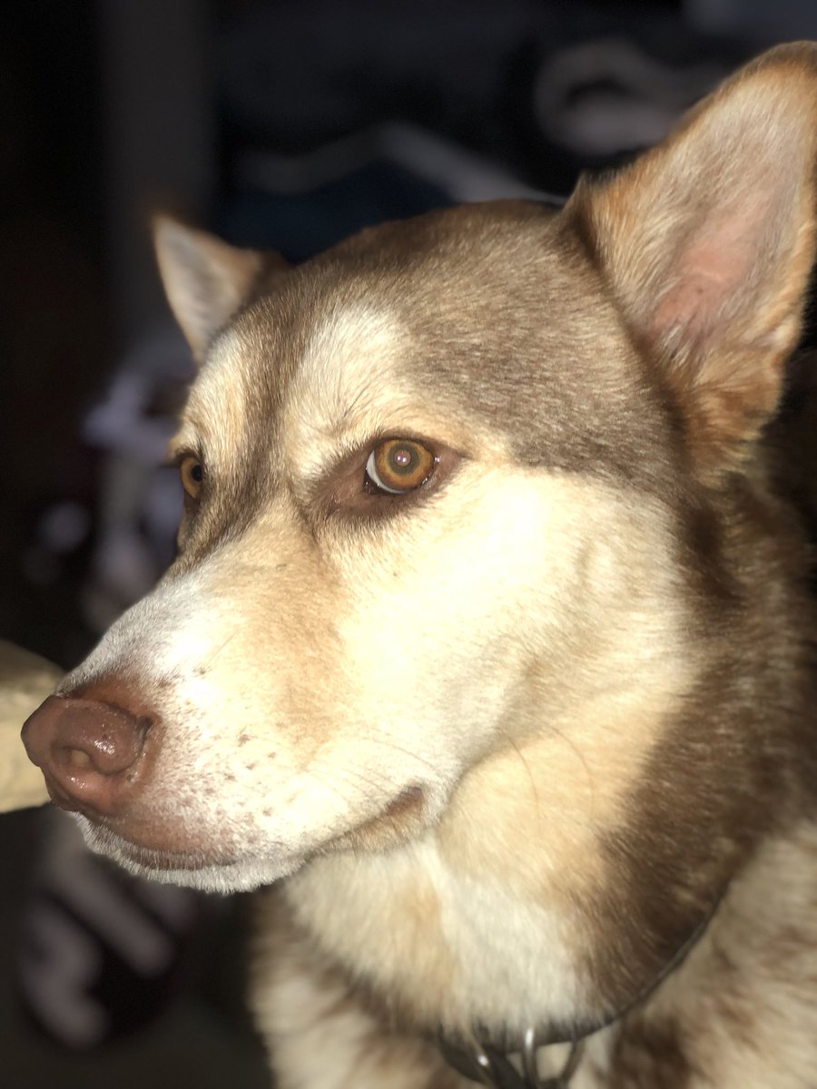 MickeyUrfer's tweet photo. logan got me the new iphone and all i do now is take pictures of my dogs but they’re perfect so that’s okay https://t.co/Ph36PcpoMR