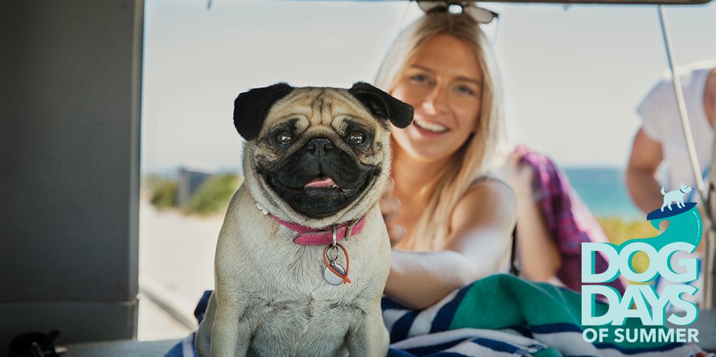 OneMain's tweet photo. Sunscreen: ✔️ Bathing Suit: ✔️ Poop bags: ✔️ 

Traveling with a dog takes some extra effort but it's worth it! Run through these #OMFDogDays travel tips before your next big trip! https://t.co/qJsX050lvM https://t.co/YXTsPS8Lsy
