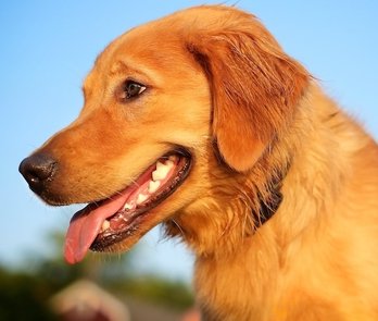 Lakeshore Speech, LLC tweet media