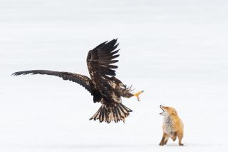 DCamMag's tweet photo. 5 tips for great wildlife and nature photography #dcpoty #ydcpoty
https://t.co/GcJr2gmPlU https://t.co/SqQUTG2Ouu