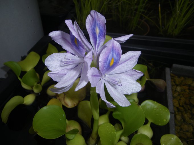 メダカの大工 Medakanodaiku 18年07月 Twilog