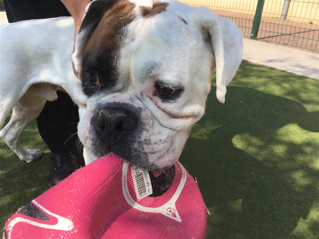 DogsTrust Manchester tweet media