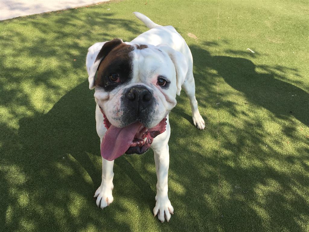 Alfie is a lovely, sweet natured 4 year old Boxer who is dreaming of his forever home. He enjoys the company of his human pals and loves to lean in for a cuddle! bit.ly/2K77H2p #adoptdontshop  #adogisforlife  #rescuedog  #tongueouttuesday #dogstrust #giveadogahome