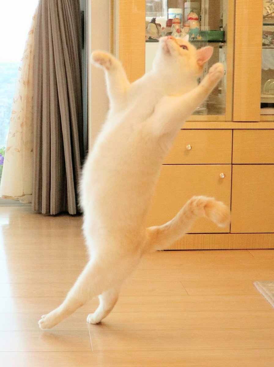 踊る猫 hashtag on Twitter