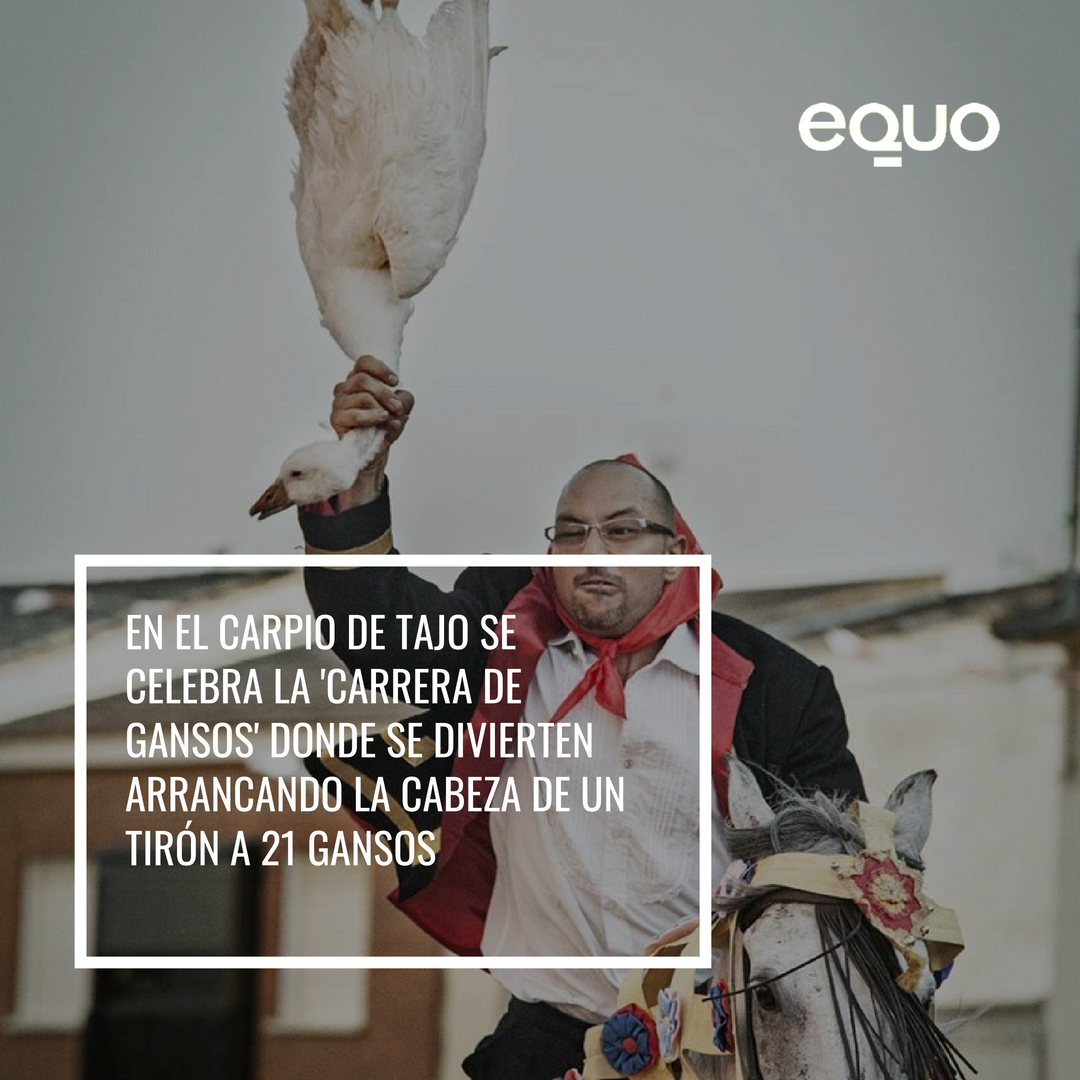EQUOAnimales's tweet photo. ¿Qué tiene de divertido arrancar la cabeza de un ganso de un tirón? ¿En qué siglo estamos?#NoEsFiestaEsMaltrato https://t.co/aEuo095pi6