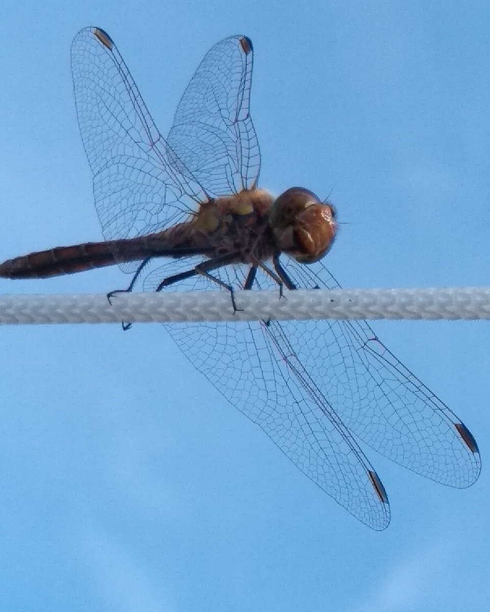 deze mooie #libelle #dragenfly zat gisteren bij mij in de tuin te poseren..wat een beauty😎