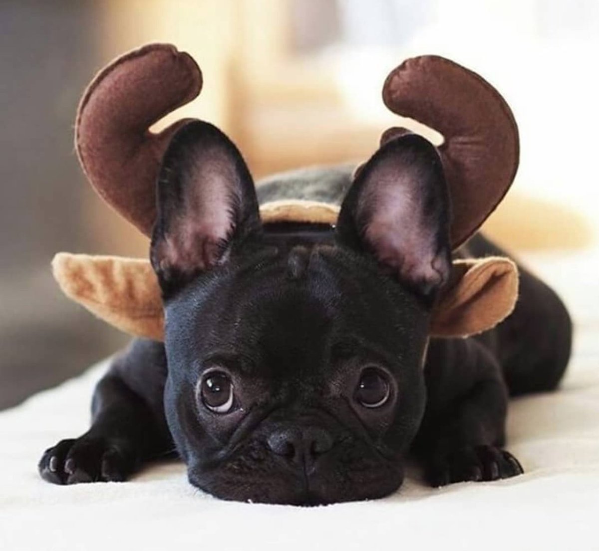 BreedmeApp's tweet photo. Soy un reno, en verano sí, en verano.

I'm a reindeer, yes in the summer.
·
#breedmeapp #frenchie #frenchbulldog #reindeer #cute #bulldogfrances #justthewayiam #amorperruno #doglover #dogoftheday #dogs #pet #pets #mascota #mascotas #perro #perros #doggy #doglovers #dogslife https://t.co/yFlsR1tkpq
