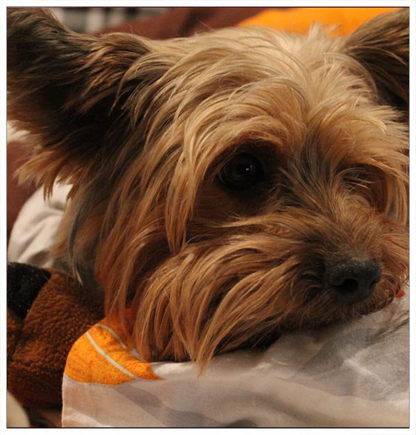 ShadeDesign's tweet image. #Yorkie #Yorkshire #YorkshireTerrier #Dog  #puppy #doglovers #DogLife  #CuteDog #LoveYorkie #loveDogs #LoveYou #FunnyDog #CuteYorkie  #sweetLife #funPics #pets #love #LoveYou