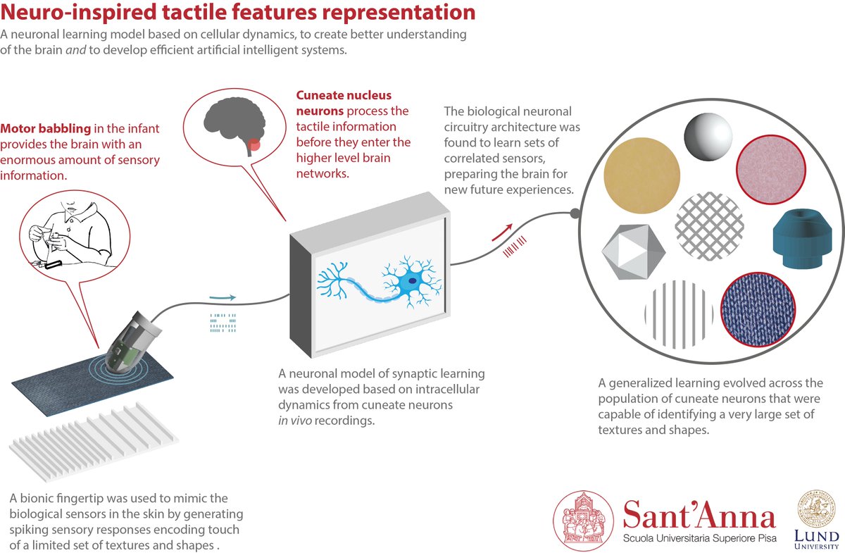 cm_oddo's tweet photo. We investigated the neuronal mechanisms that allow the brain to learn representing the external world via the sense of touch. Joint study between @SantAnnaPisa and @lunduniversity. Applications in #bionics and #ArtificialIntelligence. https://t.co/QyWUf01cAj https://t.co/o54Yo9KOY7
