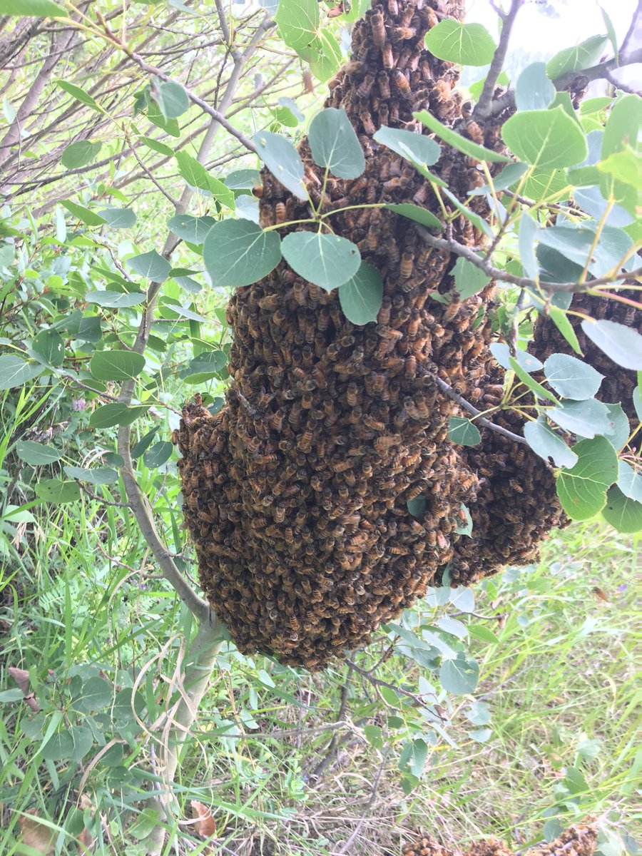 TerraWeaver's tweet photo. One of our hives swarmed today, which was kind of cool to see! Caught them and they’re all settled into a new hive tonight. Hoping they don’t do that again! #BadBees #apiary #albertaHoney #swarm #honeybees https://t.co/dgVaCKgxEm