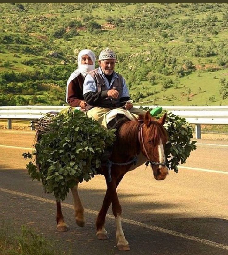 ولسان حاله يقول :

يا مدلوله شبقى بعمري
غيرك انتي والخضرة !!

* تتلاشى الماديات في نهاية الطريق ويبقى الانسان للانسان