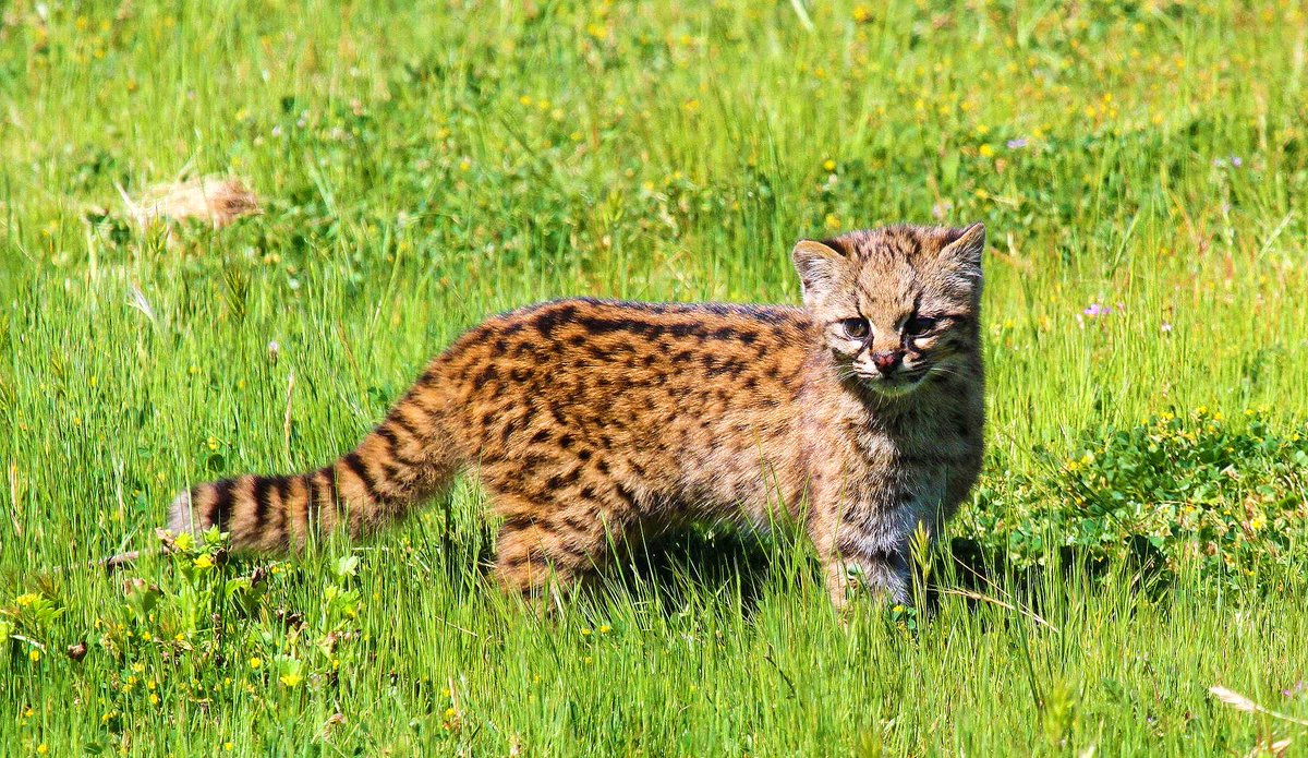 bronzeagemantis's tweet image. the kodkod, I think is smallest predatory wildcat u mad