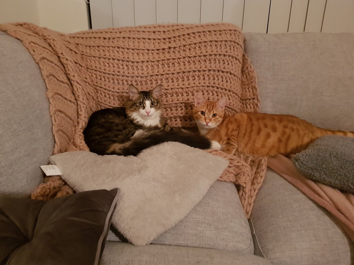 KaitlibHouston's tweet image. #CATSofAPLIC 🤔