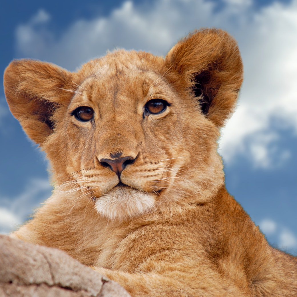 ATSTravelKe's tweet photo. Hang out with this little guy and the rest of the Big 5 with our amazing #safarideals from as little as KES 15,000 for a 2 night, 3 day trip on full board to the Maasai @MasaiMara_Kenya Call/WhatsApp 0735331465. Email emarketing@atstravel.co.ke #ATSAT20 #ATSTravelKe @kot https://t.co/umir3oyL9S