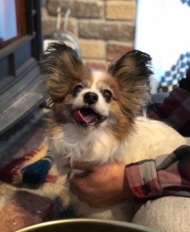 栃木県里親募集動物情報 Sur Twitter 里親募集 可愛い パピヨン の女の子ペコちゃん 栃木県 宇都宮市 犬の里親募集 ペットのおうち T Co 3qisnxvbcs 犬 Dog