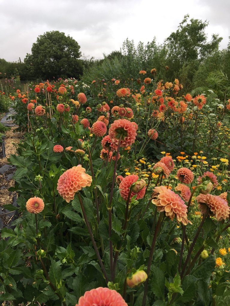 All set for our #Dahliaworkshop today - dahlias enjoying the rain but I’m  hoping the  thunderstorm stops soon! #britishflowers