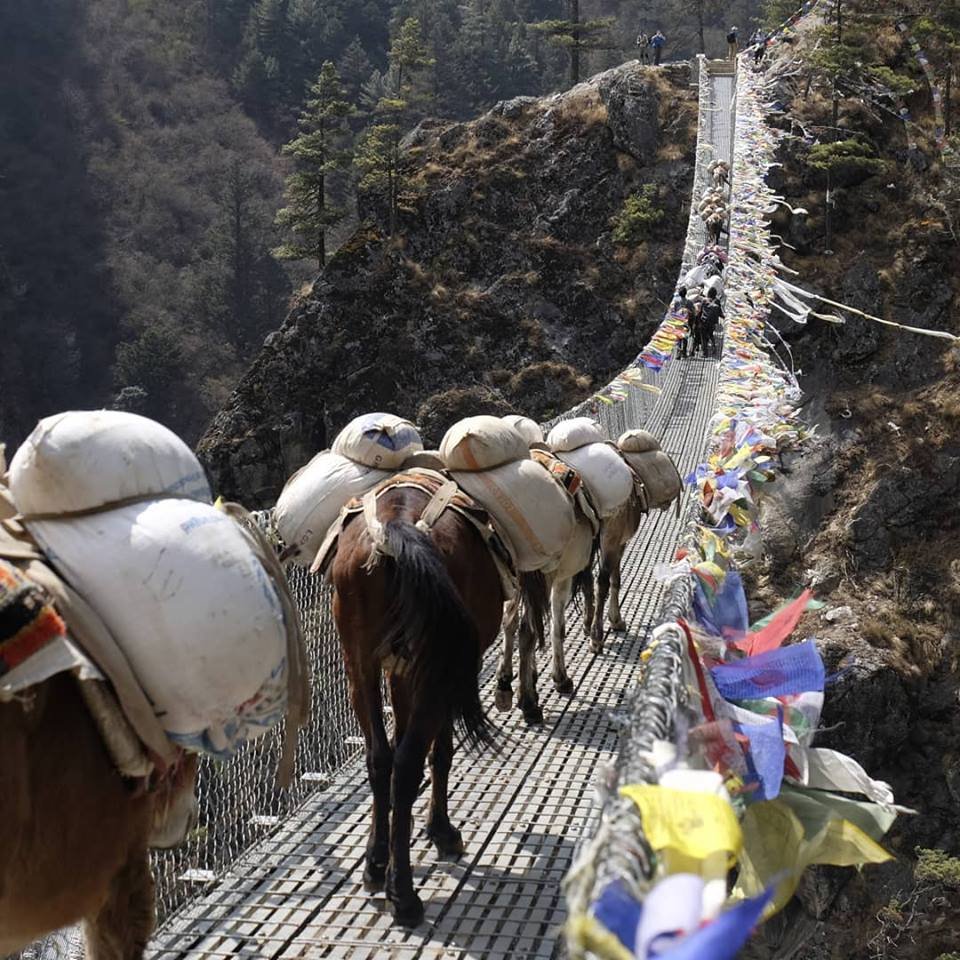 AimingL's tweet photo. Mules are crossing the Sir Edmund Hillary  Bridge- khumbu valley also  known as high suspension bridge of khumbu valley. This is the main route  to Namche and further up to #Everest summit. #hillarybridge #khumbuvalley #namche #namchebazar #ebctrek #everestbasecamptrekking https://t.co/He8X4XdFFs