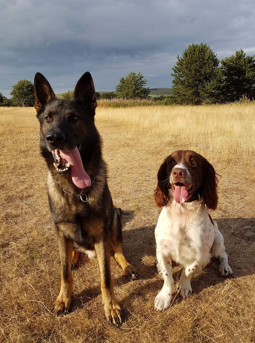 PSOSDogs's tweet image. #TongueOutTuesday sponsored by #PDBuck and #PDMac 👅👅#Tuesdayfun #TartanDogs #GSD #Springer 🐶🐶