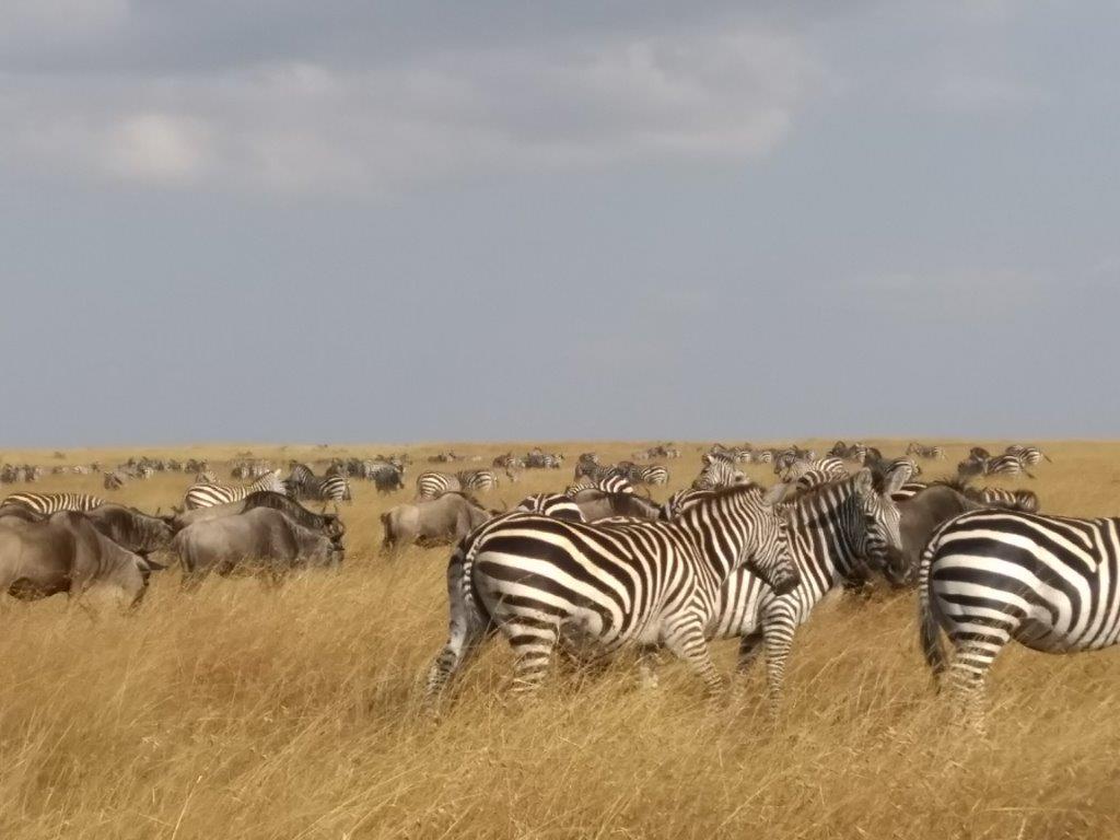 MaraIntrepids's tweet photo. The long awaited wildebeest migration has begun.The big herds are streaming down from the northern Serengeti in Tanzania and crossing Sand River. In the past few days there have been thousands of wildebeest crossing with the zebra. #2018Migration #Wildebeest #Zebras https://t.co/TxkXIKryEW