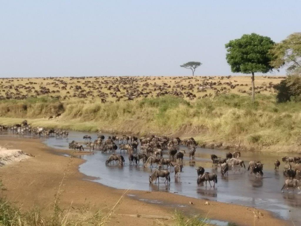 MaraIntrepids's tweet photo. The long awaited wildebeest migration has begun.The big herds are streaming down from the northern Serengeti in Tanzania and crossing Sand River. In the past few days there have been thousands of wildebeest crossing with the zebra. #2018Migration #Wildebeest #Zebras https://t.co/TxkXIKryEW