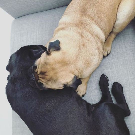 Sleeping Mode 'ON'!!
Follow @DogZoneofficial #pug #pugs #pug🐶 #puglife #pugpuppy #pugnation #pugworld #pugbasement #pugstify #pugsnotdrugs #puglovers #puglover #pugasm #pugsrequest #featuremypug #pawesomepugs #puppy #pugphotos #cutepug #puppies #dog #mainecoon