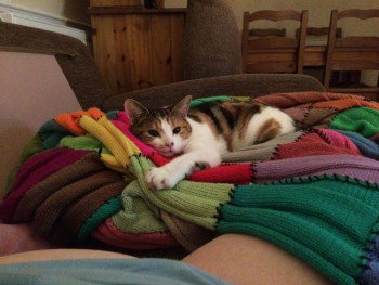 lisaphipps15's tweet photo. Lost: BEANZ White Orange And Grey Tortoiseshell #Cat YOUNG Female In #Podington #Wellingborough #NN29 #scanme #missingpet @doglostUK #doglostuk #doglost https://t.co/pKgxv1yBJd https://t.co/ahAn2R2T3g