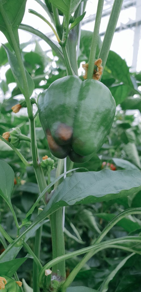 #Droogte en aanhoudende #hitte gaan ook hun tol eisen in de #paprika teelt. Product tekorten dreigen komende tijd.