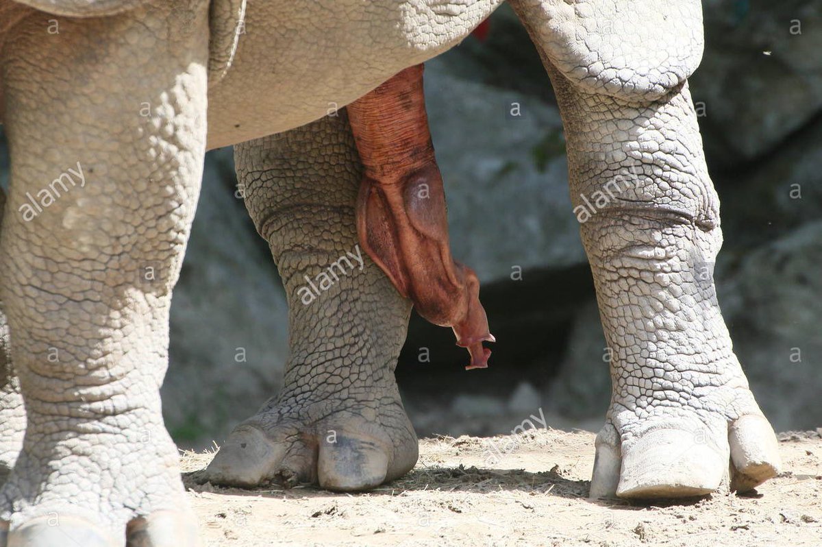 War on the trunk of the penis