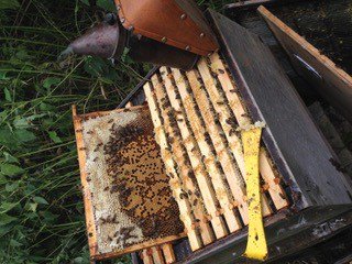 oxforddiocese's tweet photo. Read how a swarm of bees that caused a buzz in the car park of Church House Oxford last year are thriving in their new home:
#creationtide #SeasonofCreation #TimeforCreation #Thrupp @beekeeping
https://t.co/GDetLfikHg https://t.co/NCcxnTSDC8