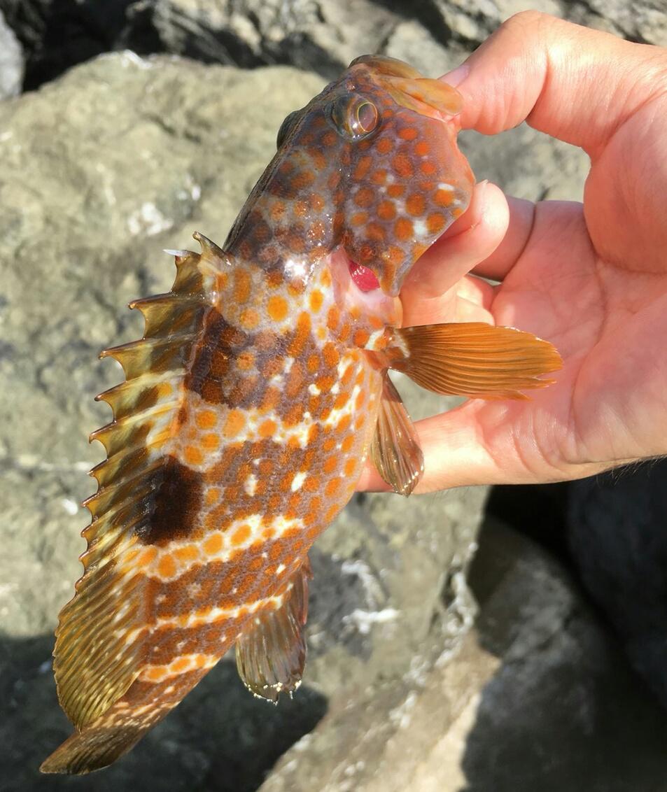 ライトワインド