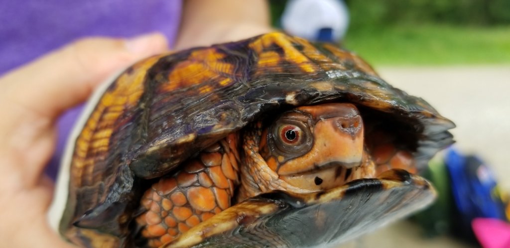 WildlifeEpiLab's tweet photo. #TurtleTuesday -- Doesn't this photo just want to make you say "Hi friend!" #TurtleTeam #boxturtle #happyturtles #happyworld https://t.co/BW573a5nO6