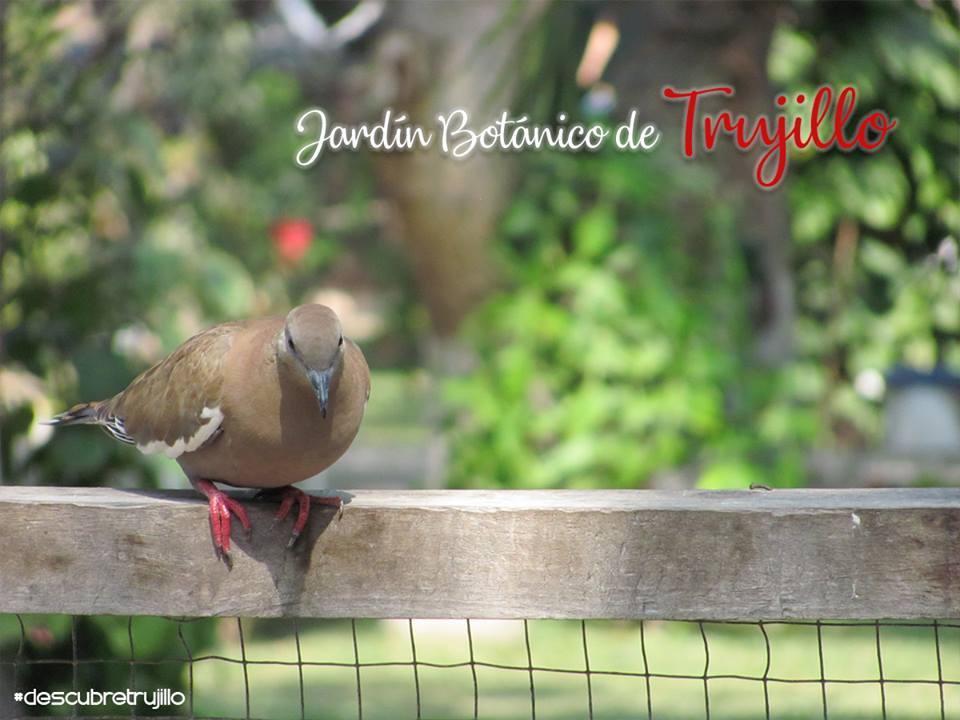 elgranmarques's tweet photo. ¡Trujillo verde y hermoso: Natural!
El Jardín Botánico
#DescubreTrujillo #TurismoTrujillo https://t.co/5if5eWYt7H