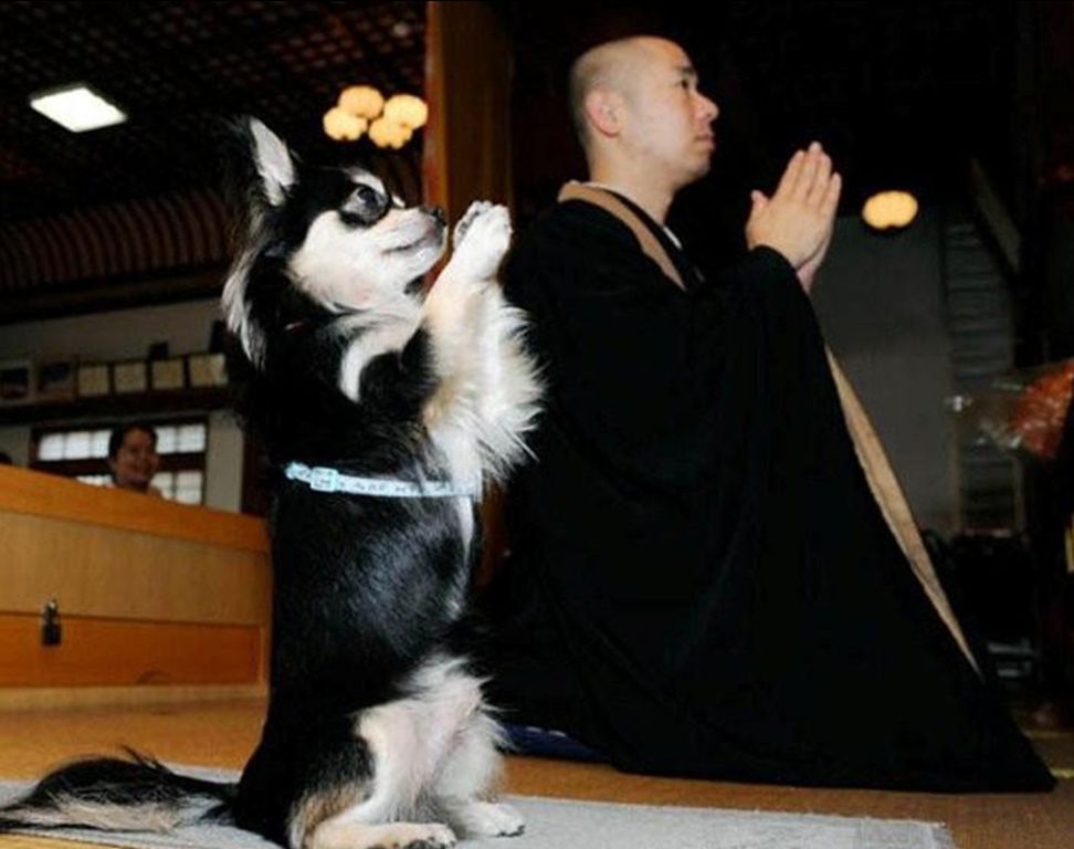 When you multi-class from Druid to Monk. #dnd #rpg #tabletop