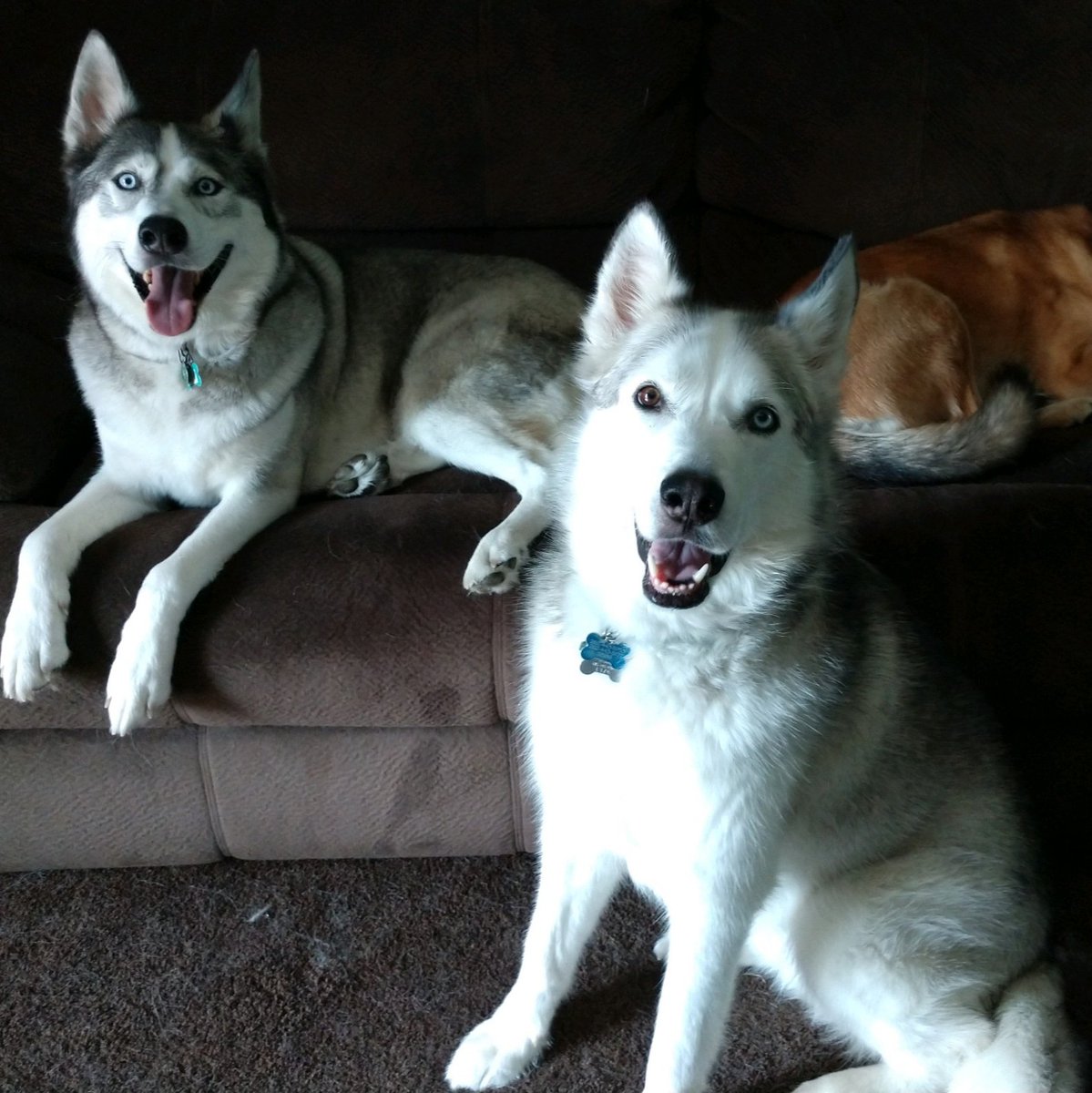 Door County Sled Dogs Dcsleddogs1 Twitter