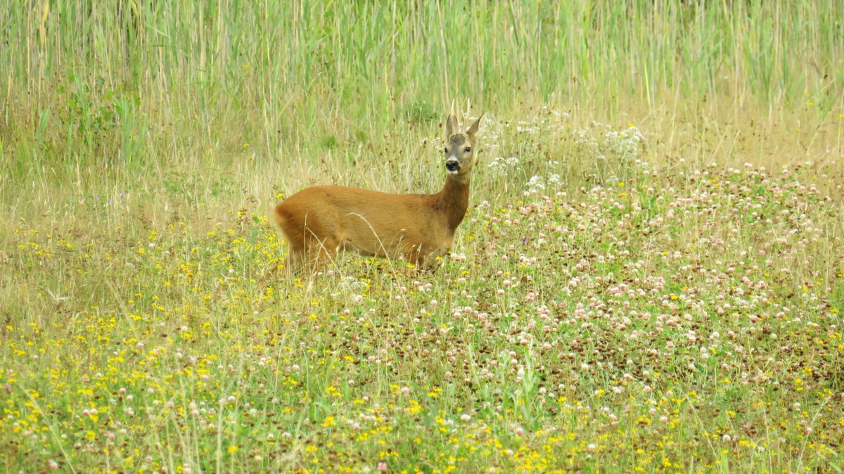 inja5248's tweet photo. 31 juli 2017  water in het #Reigersbroek #Montfort #LimburgsLandschap
#groengras #reeën aangename temperatuur
#verledentijd #nagenieten https://t.co/svtgfvKCgG