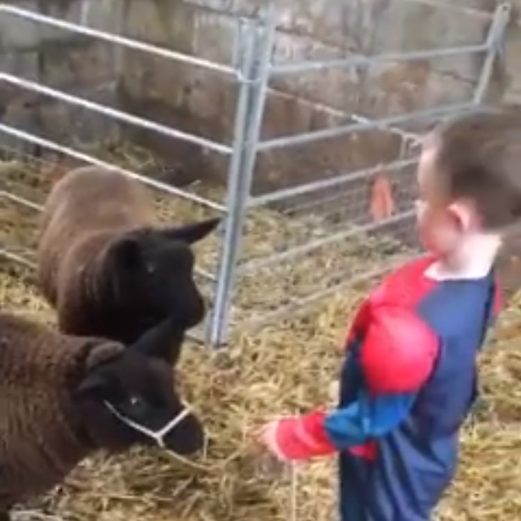 rattycastle's tweet photo. #SpiderMan is getting ready for the show tomorrow #PenrithMart  #washandbrushup #sheep2018   #youngfarmers https://t.co/XgumkrvOOa