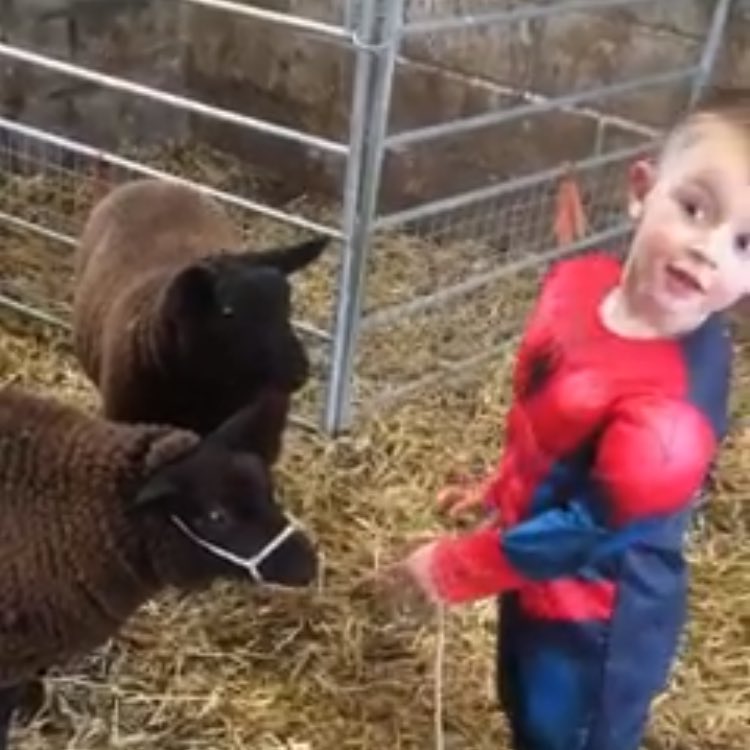 rattycastle's tweet photo. #SpiderMan is getting ready for the show tomorrow #PenrithMart  #washandbrushup #sheep2018   #youngfarmers https://t.co/XgumkrvOOa
