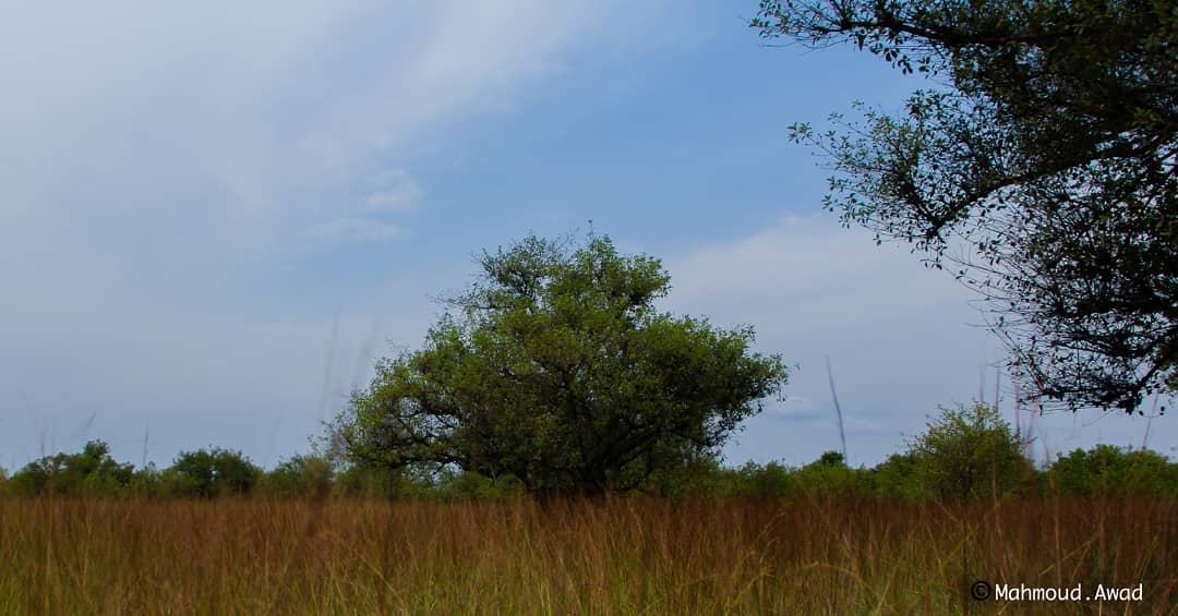IfarmsL's tweet photo. #ifarms #Ghana #katanga #beauty #naturelovers  #natural #trees #grass #green #blue #sky #animals https://t.co/F4ULmJdNkE