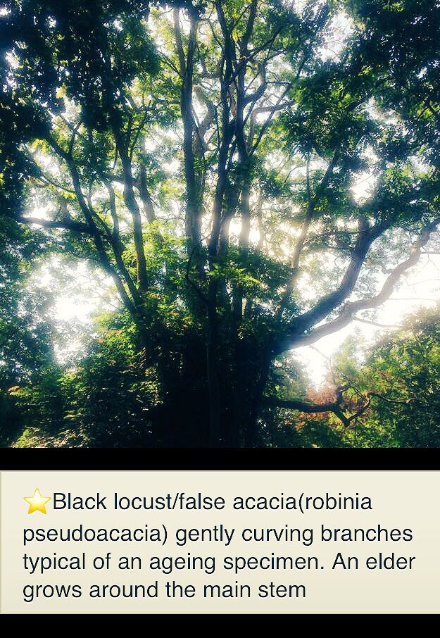 TiCLme's tweet photo. You’ll find it easy ...
@wwcommon #TreeTrail @TiCLme
https://t.co/dRSrb76FHP
#FindItEasy 📲➡️🌳 https://t.co/O6LSyN6xYK