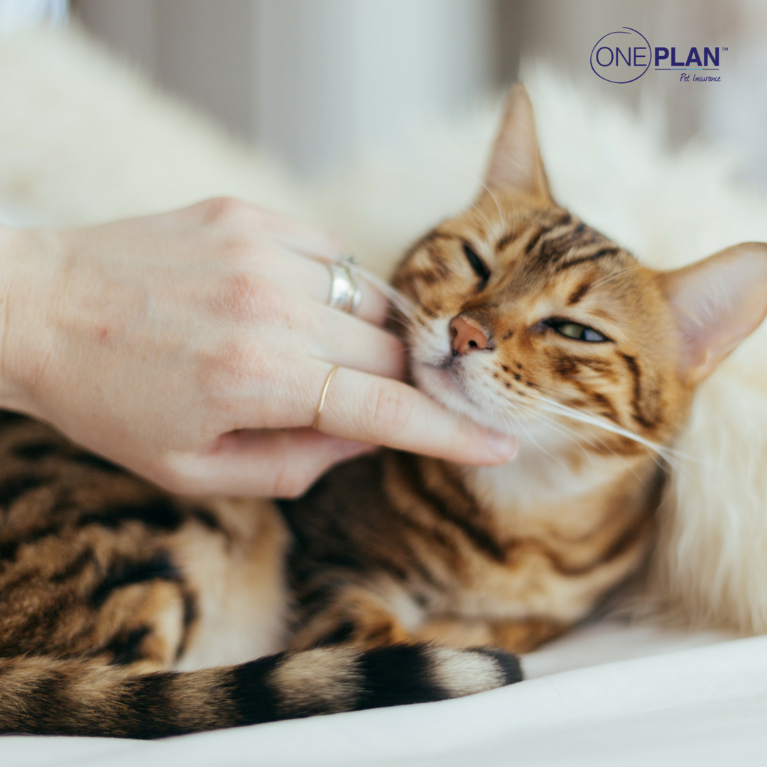 OnePlanPet's tweet photo. Adorable level = 100%
.
.
#cats #instadaily #cutepetdaily #dogsofinstagram #doglovers #dogs #oneplanpetinsurance #petinsurance #best #instagood #youarewelcome #sorrynotsorry #petstagram #cuddle #petsofinstagram #meow https://t.co/1rjEGUkHU2