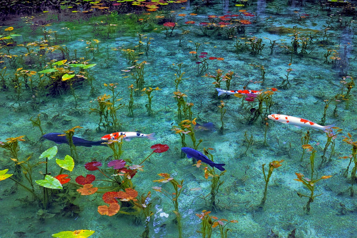動く絵画のような「モネの池」✨
これは夢か、現実か…w(*ﾟoﾟ*)wｵｰ
　
#どの鯉が好き？🐟
social.jal.co.jp/MYa