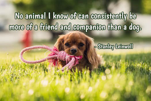 Berti_and_Ernie's tweet image. No animal I know of can consistently be more of a friend and companion than a dog.—Stanley Leinwoll #quote