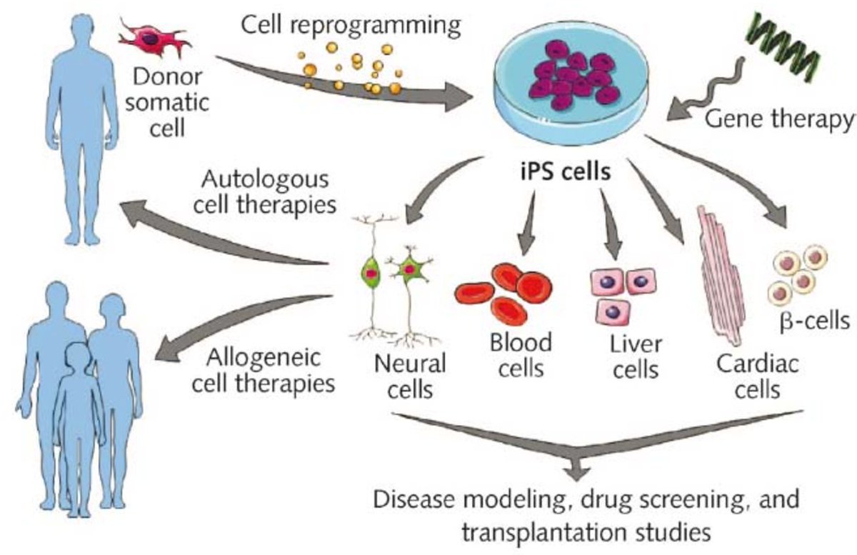 MedBiotechnol's tweet photo. Non-coding #RNAs as key player in #Stemcell proliferation and differentiation; Potential therapeutic strategies in #Spinalcord injuries
https://t.co/4rOhc6GyCD https://t.co/fvi0i9k9JH