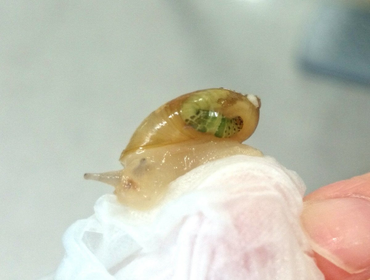 の 虫 カタツムリ 寄生 カタツムリは寄生虫がいるからすぐ食べられない