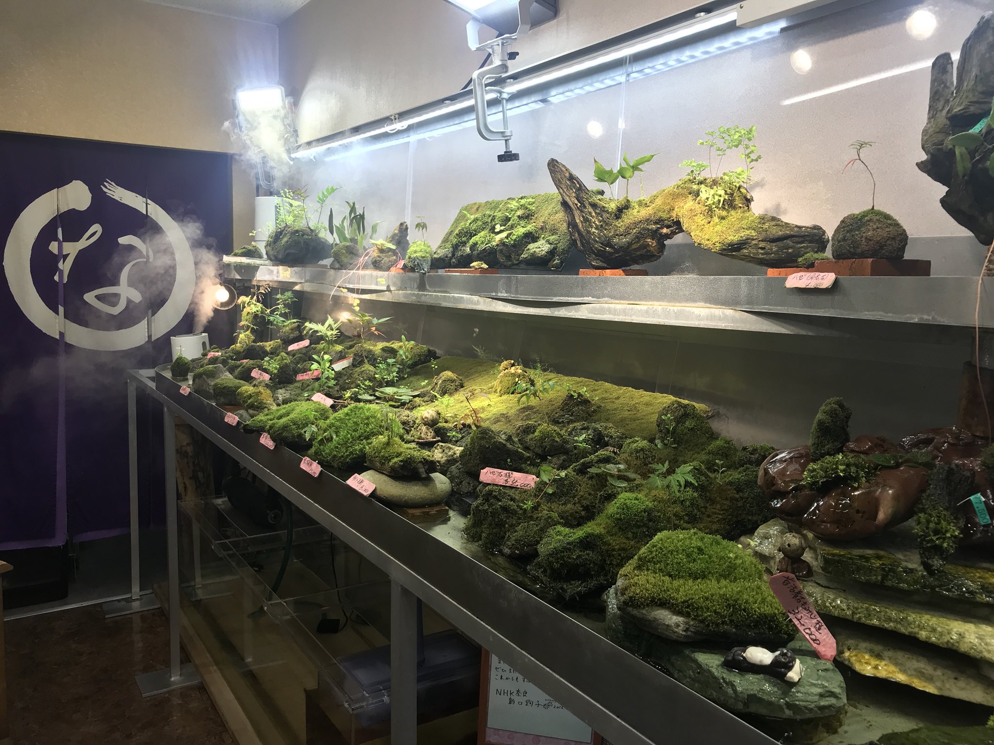 コケのインテリア コケリウム 当店人気の極上ウィローモスは 苔なっこ さんより仕入れさせていただいております 通常品と比べて柔らかく繊細な新芽が生えてくるので 陸生化させやすく水中でも美しく繁茂します コケ 苔 コケリウム 苔リウム 苔